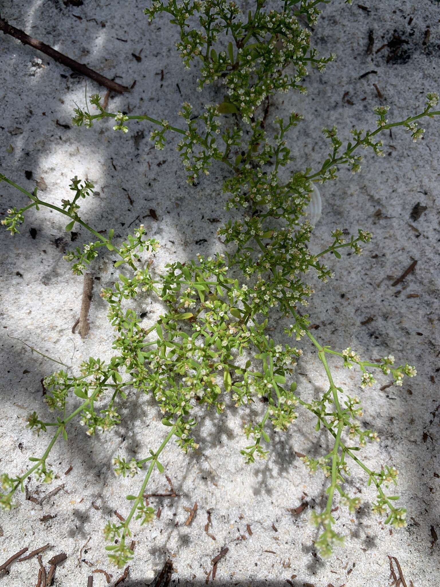 Image of American nailwort