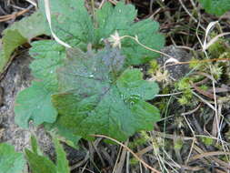 Image of Idaho barren strawberry