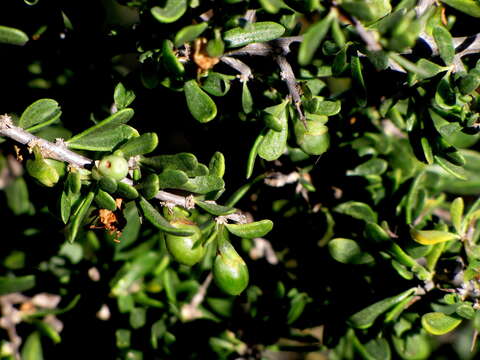 Image of African boxthorn