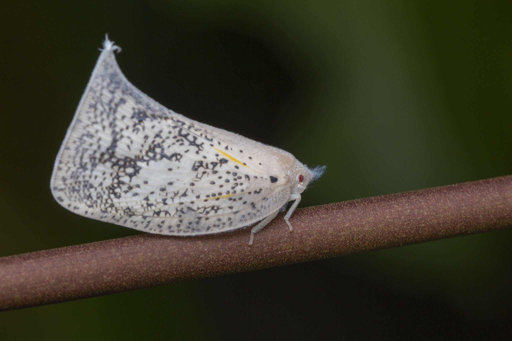 Lawana conspersa (Walker 1851) resmi