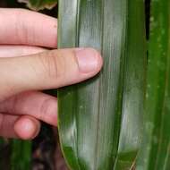 Image de Mapania cuspidata (Miq.) Uittien