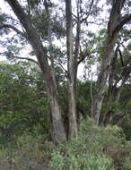 Image of Eucalyptus baueriana subsp. thalassina Rule