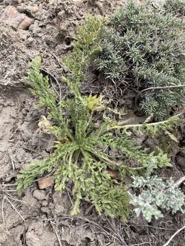 Plancia ëd Balsamorhiza hispidula Sharp