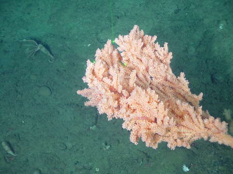 Image of Pacific red tree coral