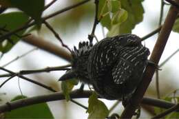 Image of Barred Antshrike