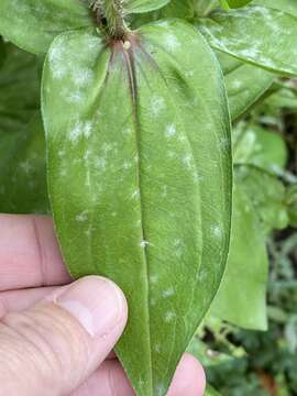 Image of Golovinomyces cichoracearum (DC.) V. P. Heluta 1988