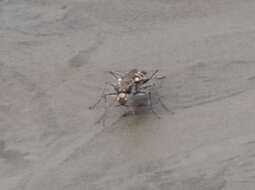 Image of Beach tiger beetle