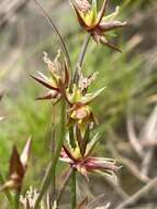 Juncus prismatocarpus R. Br. resmi