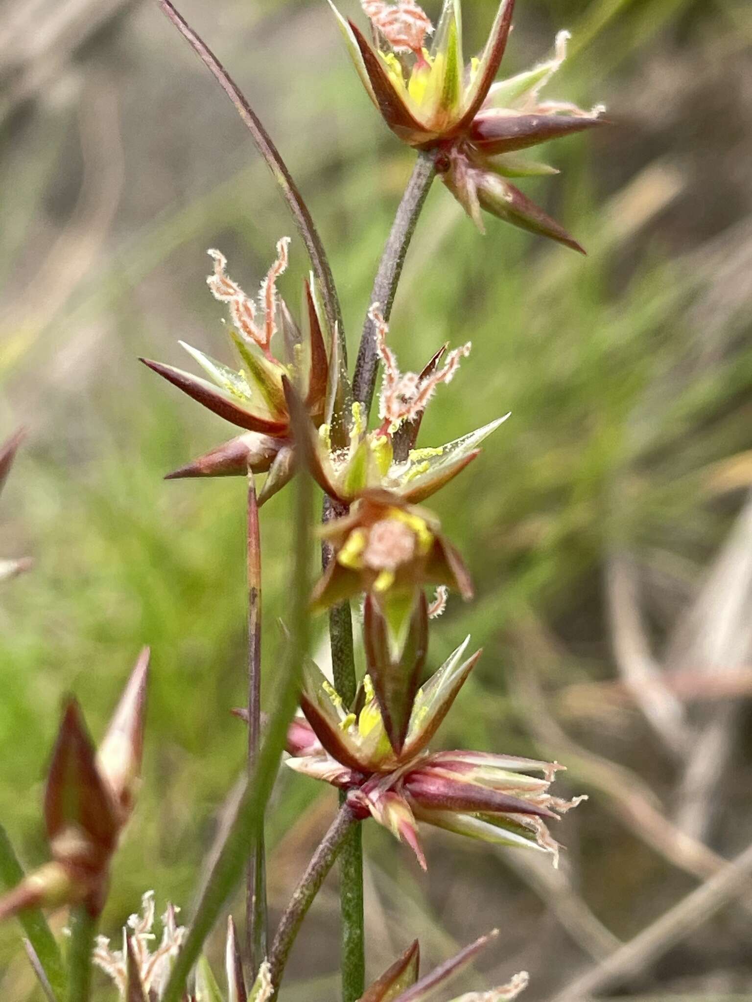 Juncus prismatocarpus R. Br. resmi