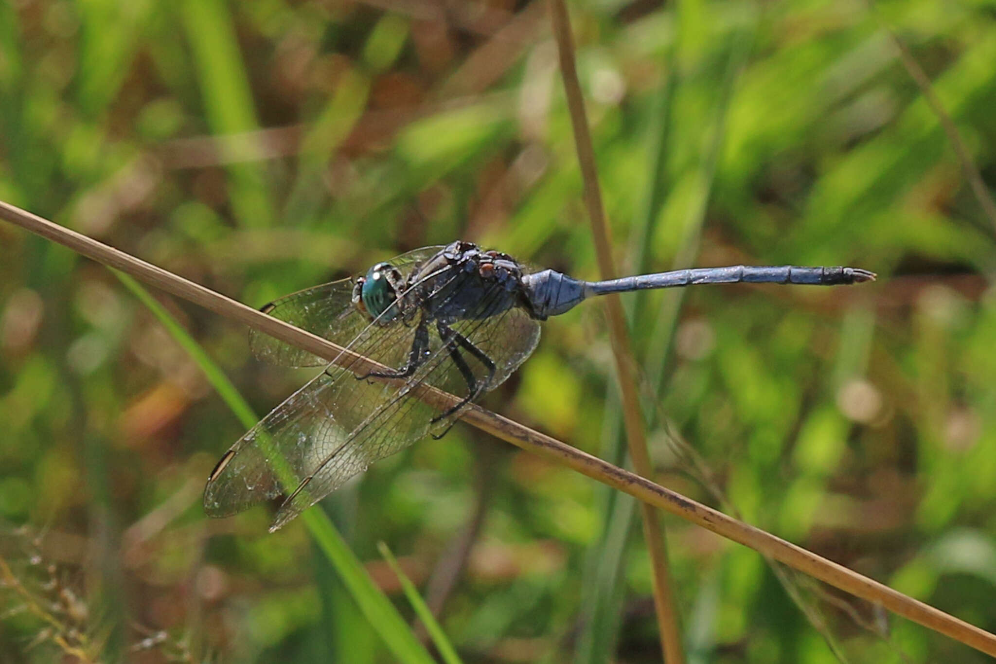 Image of Long Skimmer