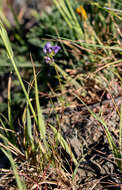 Image of California gilia