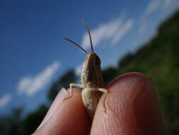 Image de Euchorthippus elegantulus Zeuner 1940