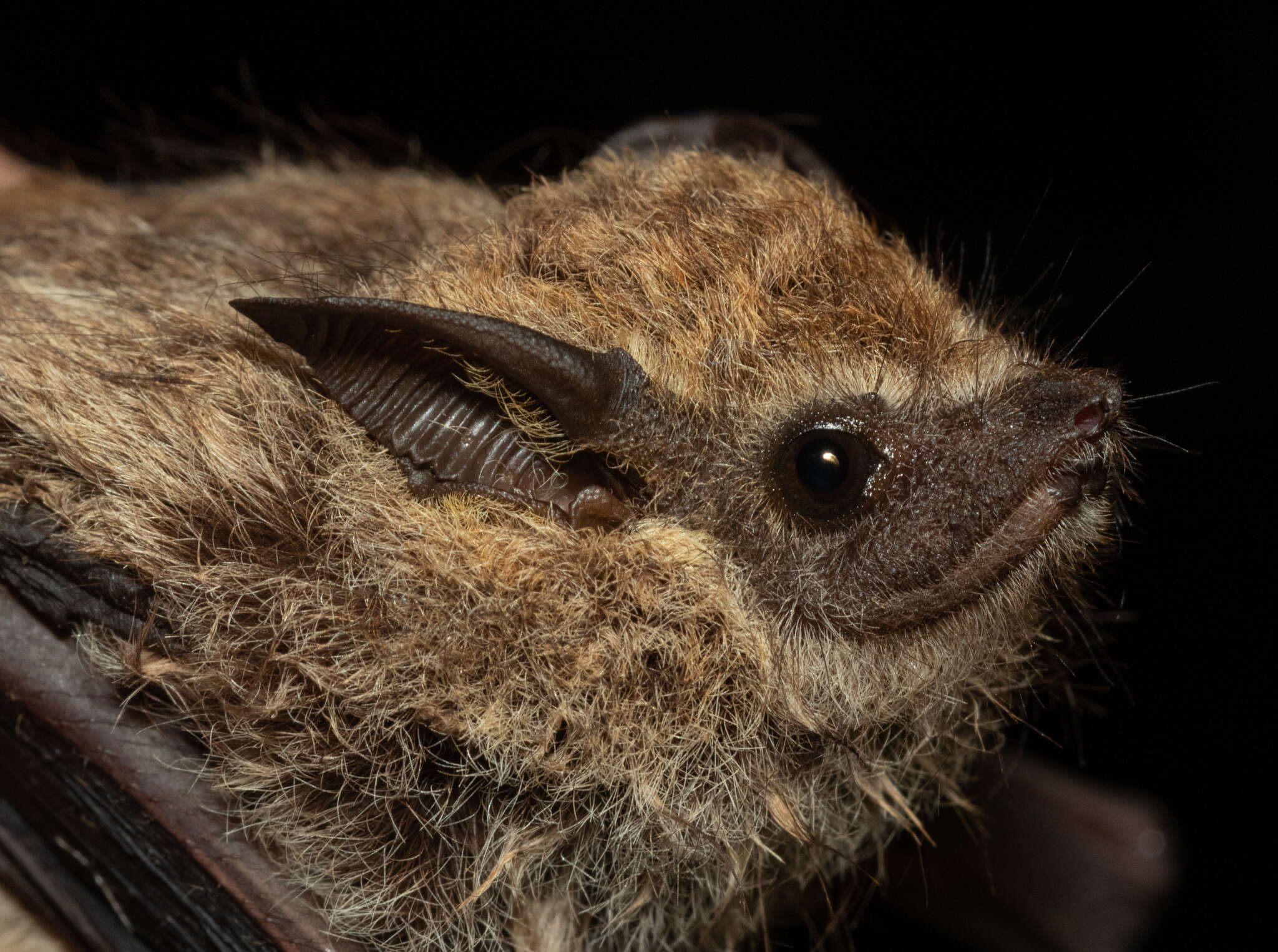 Image of Frosted Sac-winged Bat