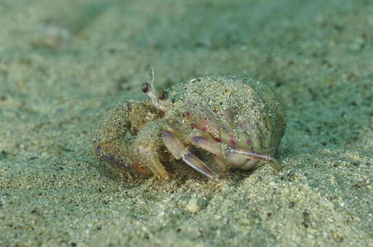 Image of Prideaux's hermit crab