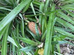 Image of Ananas comosus var. bracteatus (Lindl.) Coppens & F. Leal