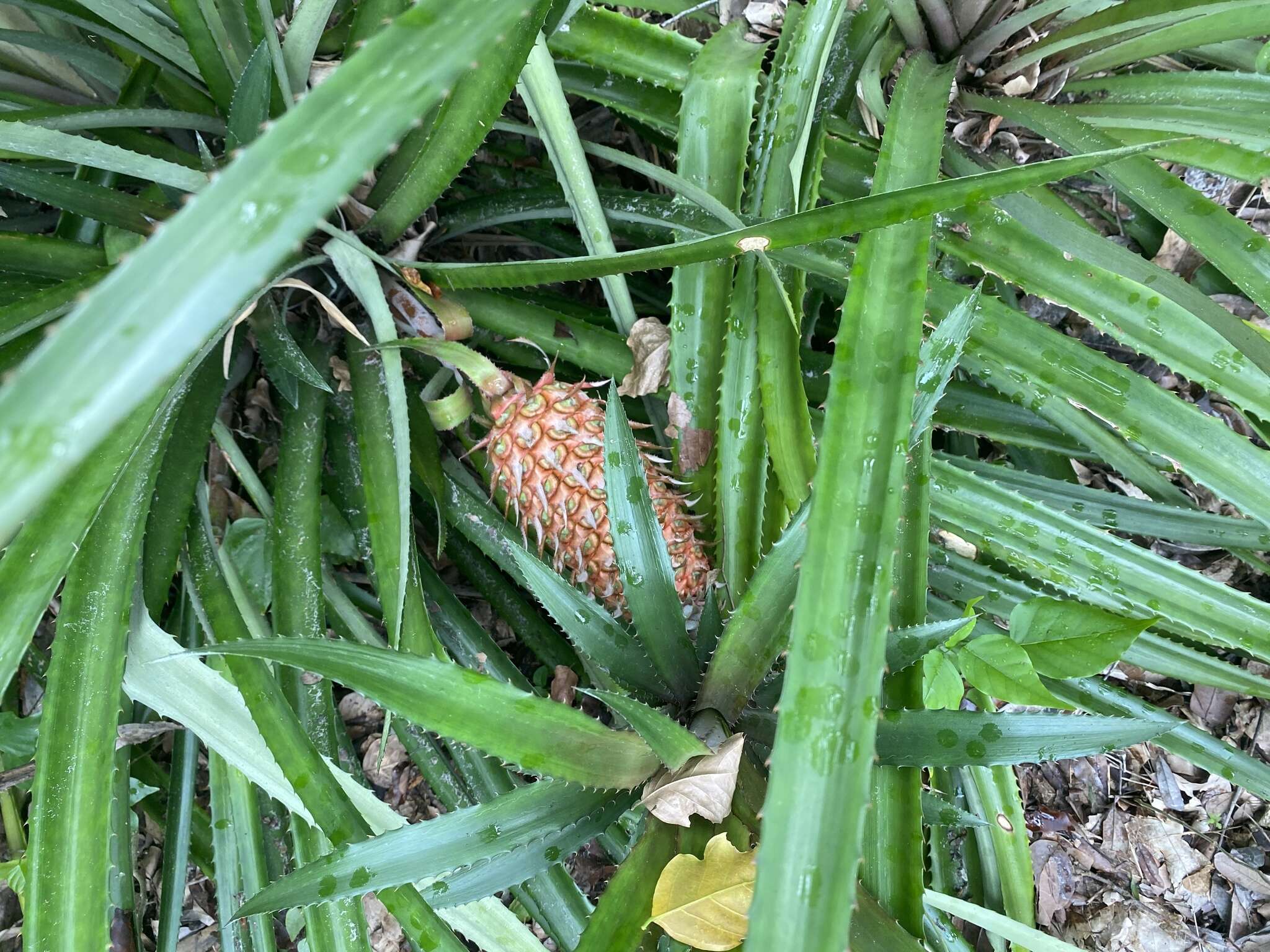 Image of Ananas comosus var. bracteatus (Lindl.) Coppens & F. Leal