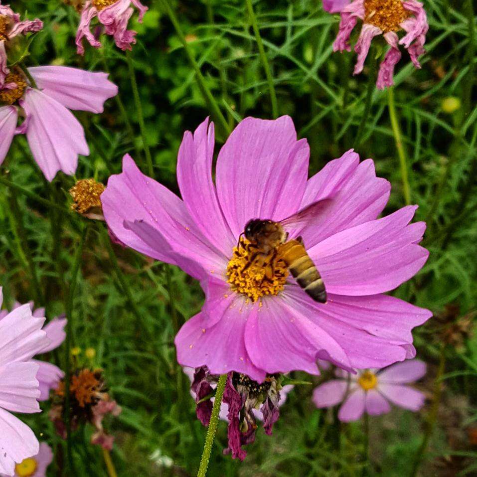 Image of Giant honey bee