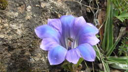 صورة Gentiana georgei Diels