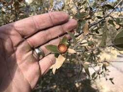 Image of gray oak