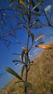 Acridocarpus excelsus A. Juss.的图像