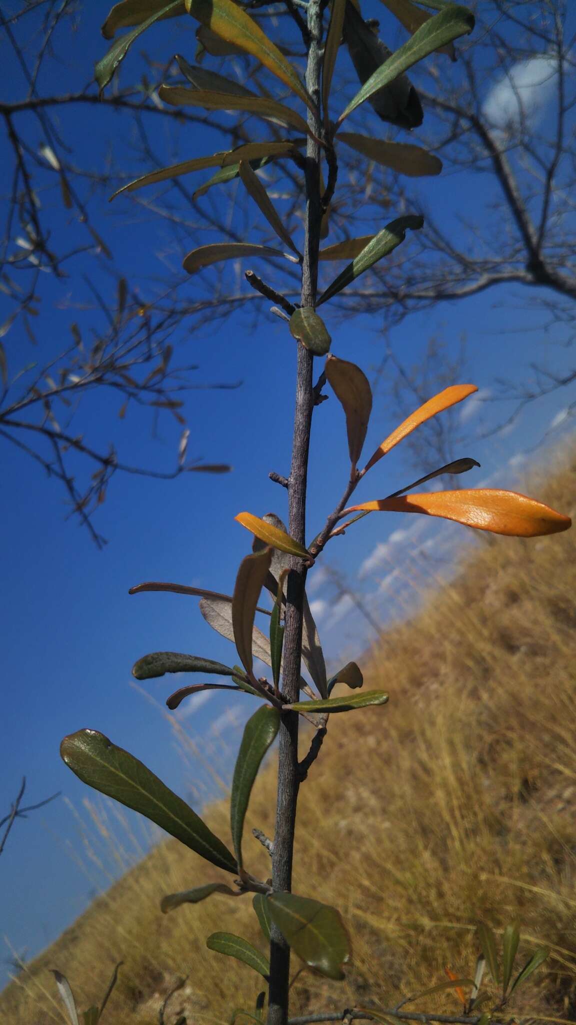 Acridocarpus excelsus A. Juss.的图像