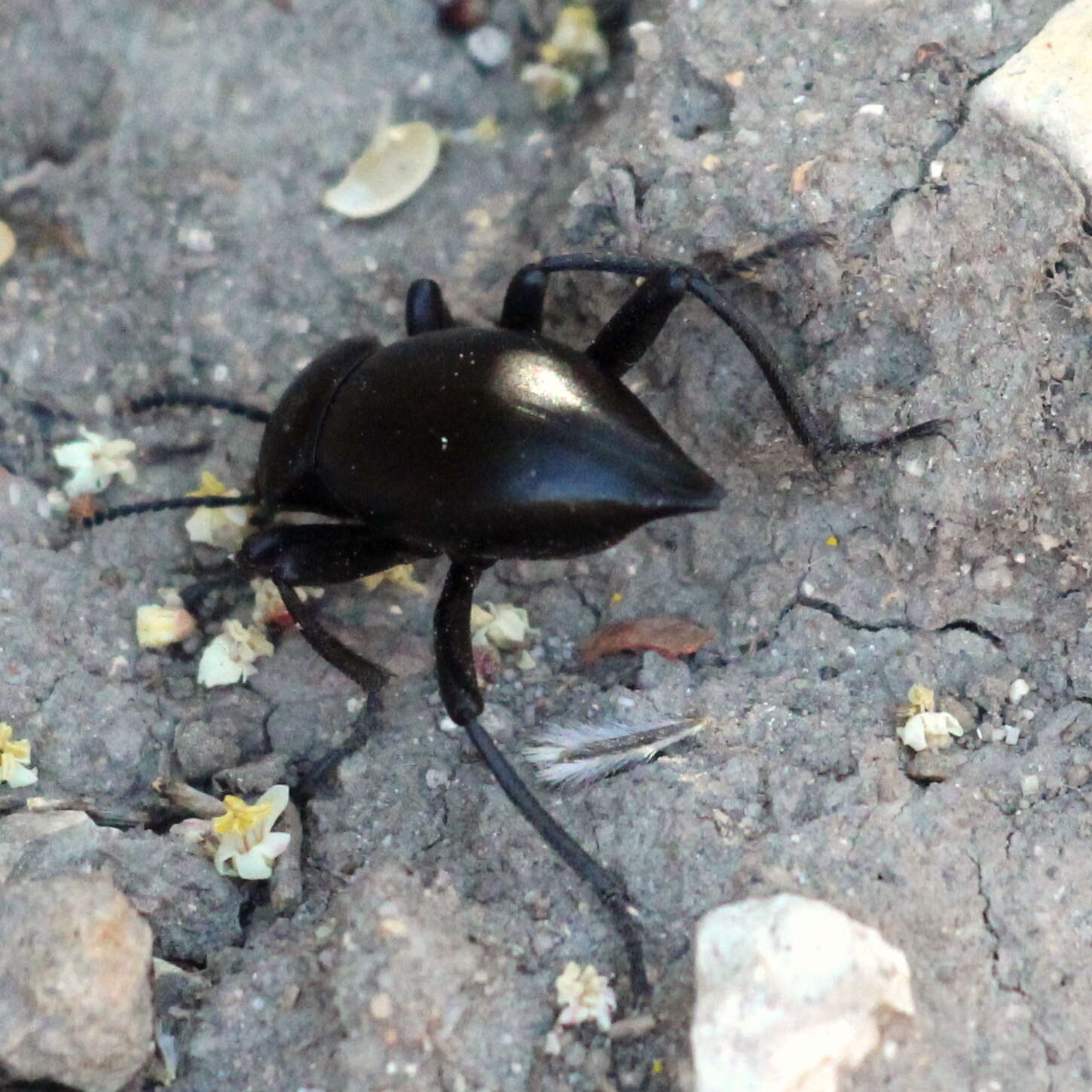 Image of Eleodes (Eleodes) acuticauda Le Conte 1851