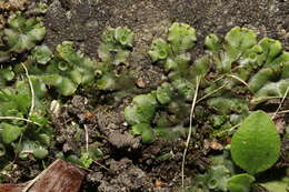 Image de Marchantia polymorpha subsp. ruderalis Bischl. & Boissel.-Dub.