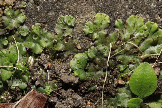 Image of Marchantia polymorpha subsp. ruderalis Bischl. & Boissel.-Dub.