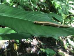 Imagem de Bolitoglossa striatula (Noble 1918)