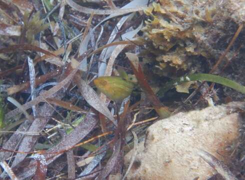 Image of False senator wrasse