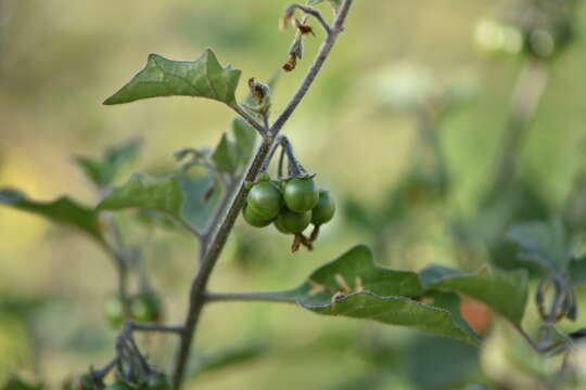 Image of hairy nightshade