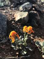 Image of flame ragwort