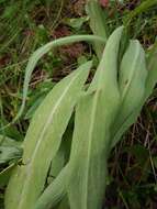 صورة <i>Agoseris <i>glauca</i></i> var. glauca