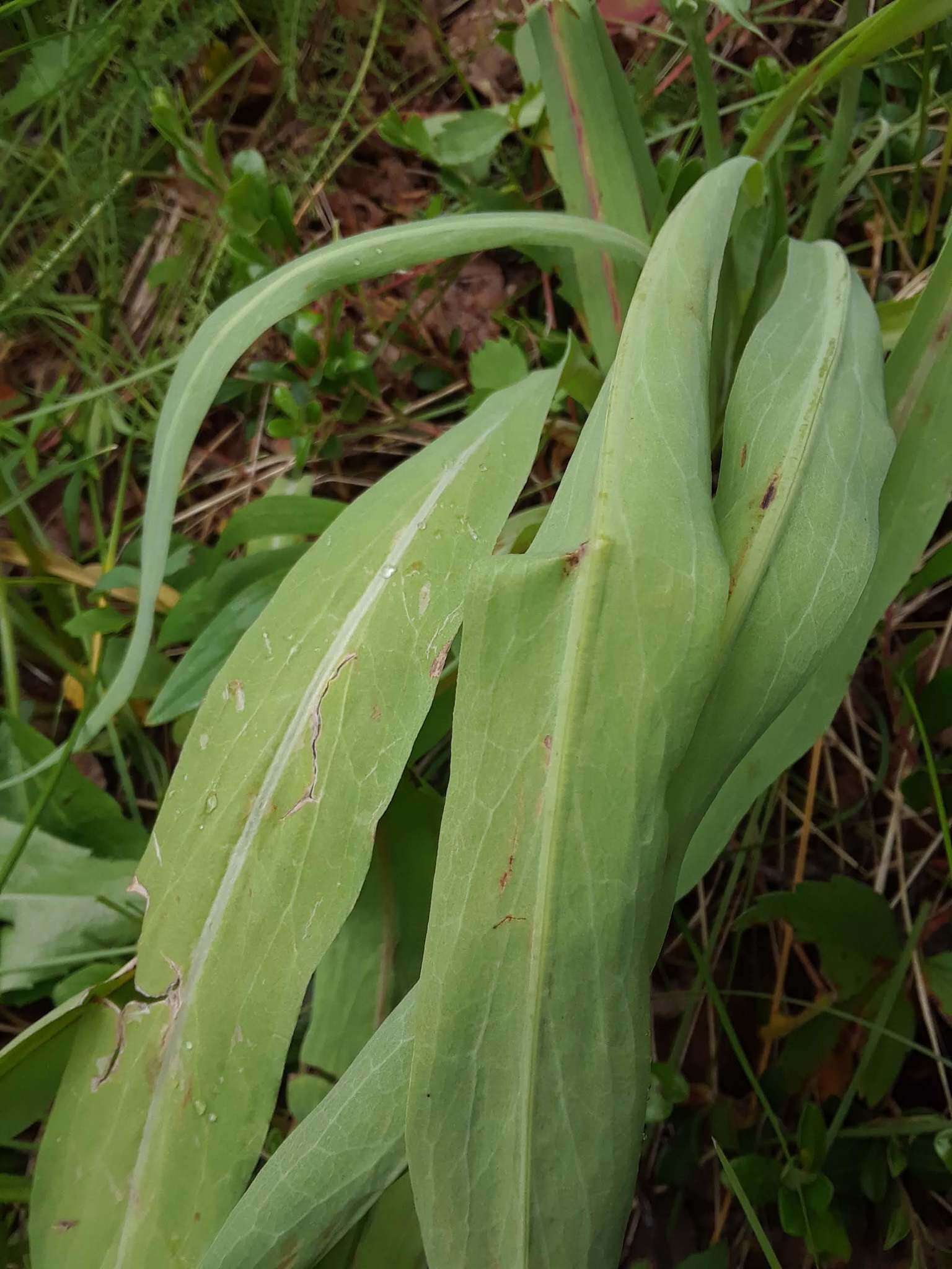 Plancia ëd <i>Agoseris <i>glauca</i></i> var. glauca