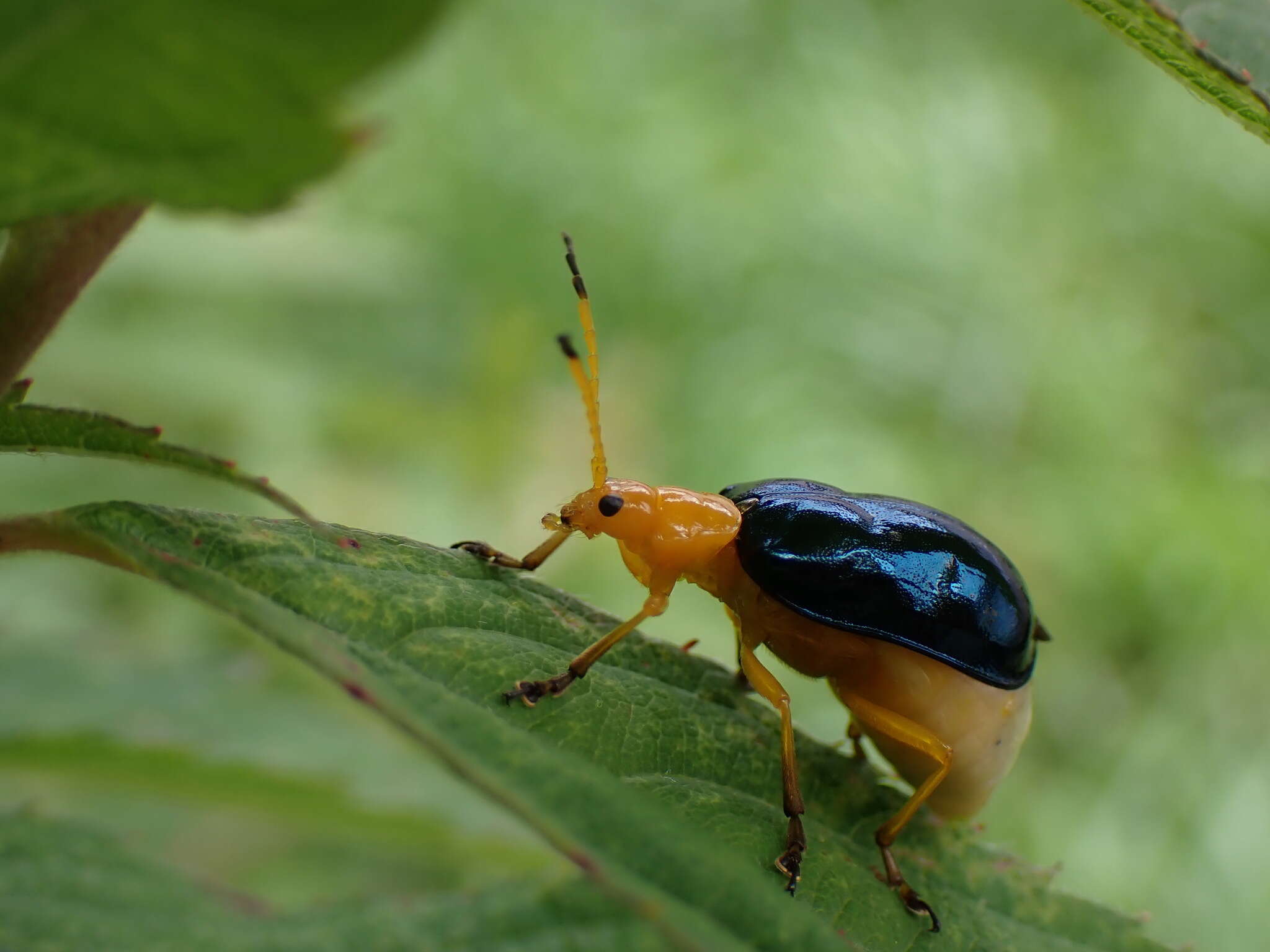 Image of <i>Agetocera discedens</i>