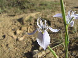 Слика од Moraea algoensis Goldblatt