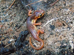 Image of Marmaris Salamander