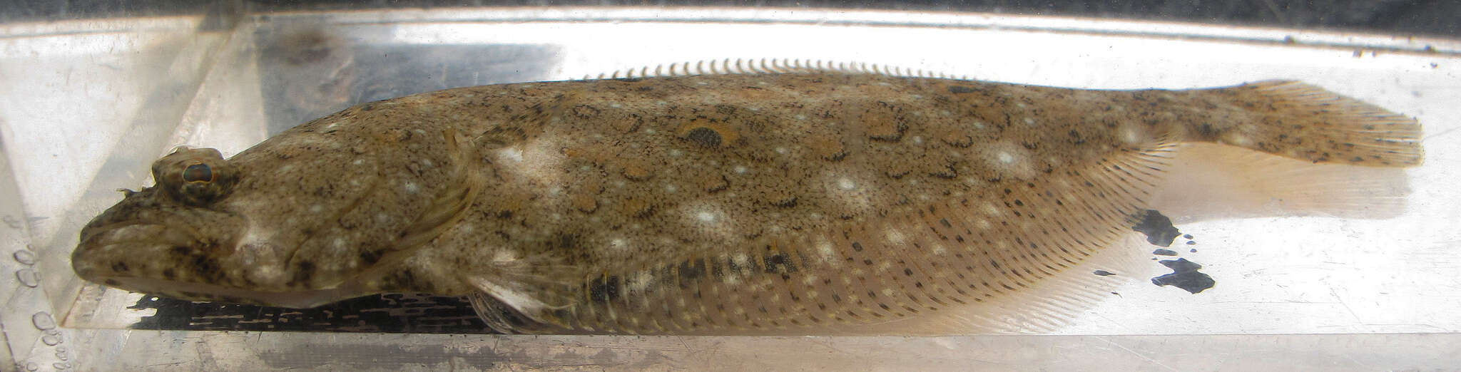 Sivun Paralichthys olivaceus (Temminck & Schlegel 1846) kuva