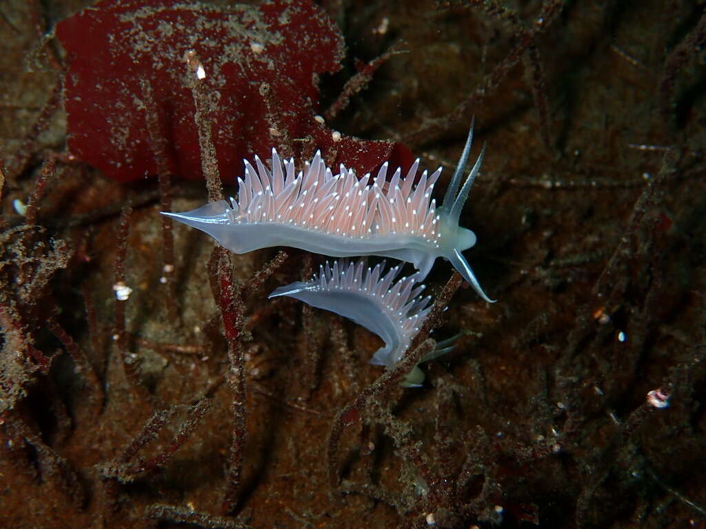 Coryphella trophina (Bergh 1890) resmi