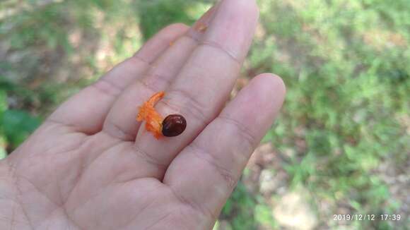 Image of Guioa pleuropteris (Bl.) Radlk.