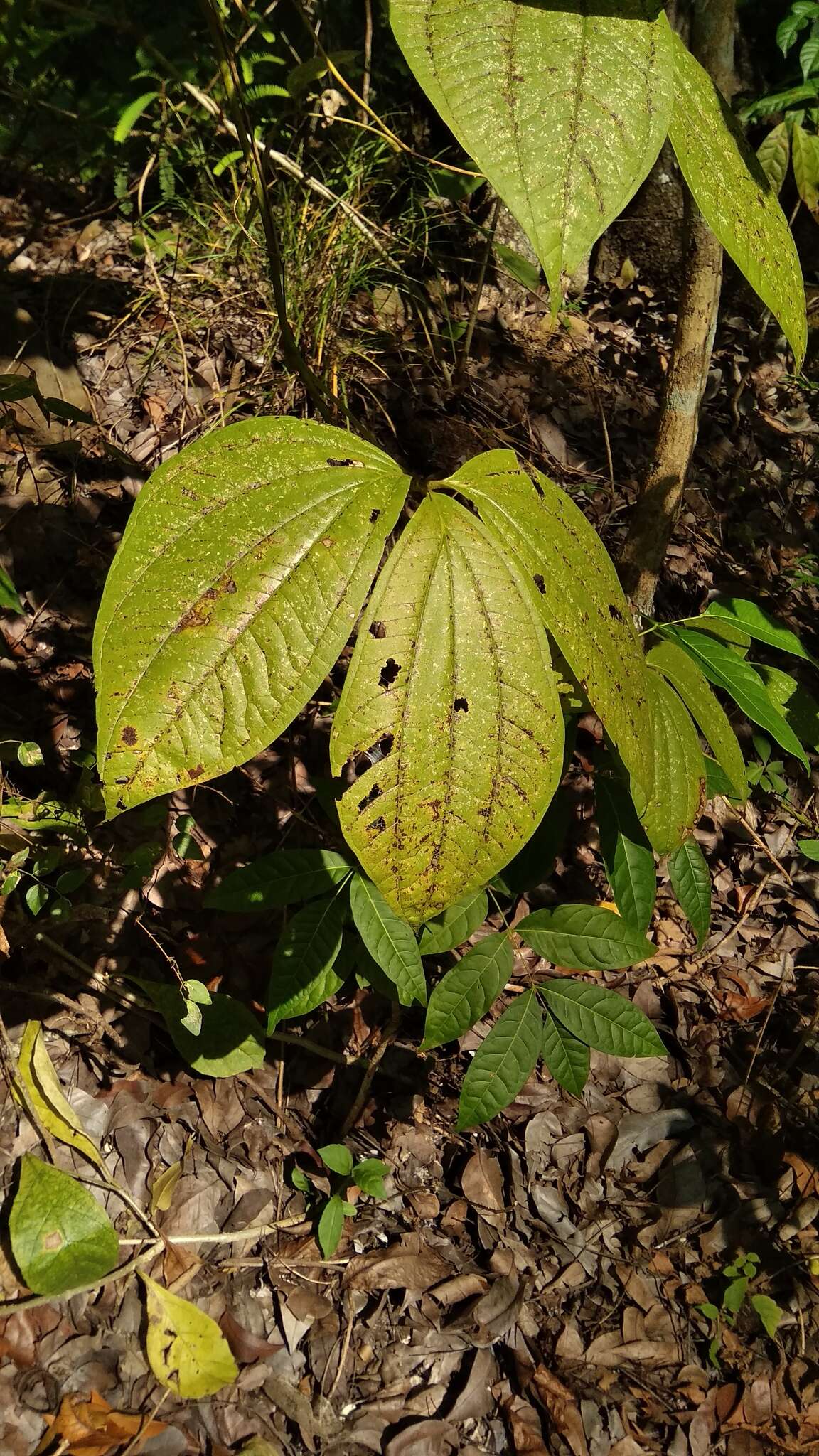 Image de Dioscorea hispida Dennst.