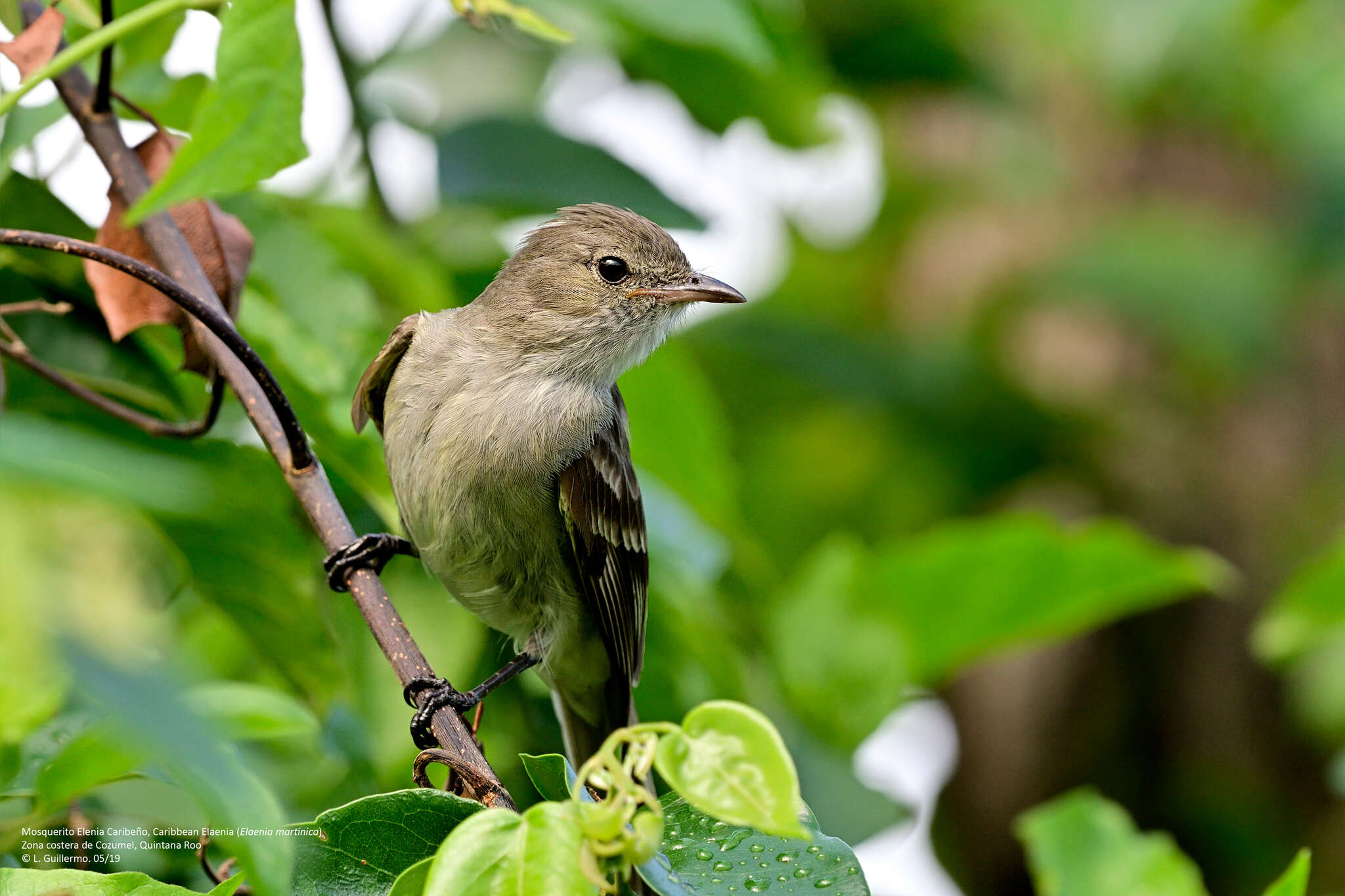 Elaenia martinica (Linnaeus 1766) resmi