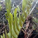 Image of Serpocaulon sessilifolium (Desv.) A. R. Sm.
