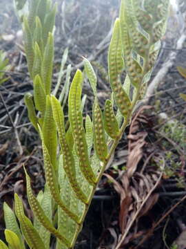 Image of Serpocaulon sessilifolium (Desv.) A. R. Sm.