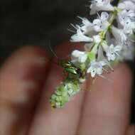 Image of Plant bug