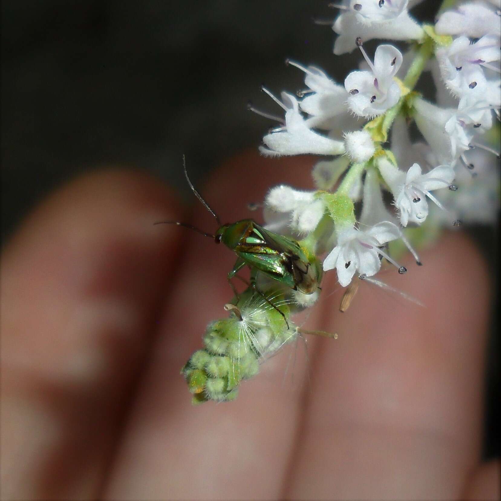 Image of Plant bug