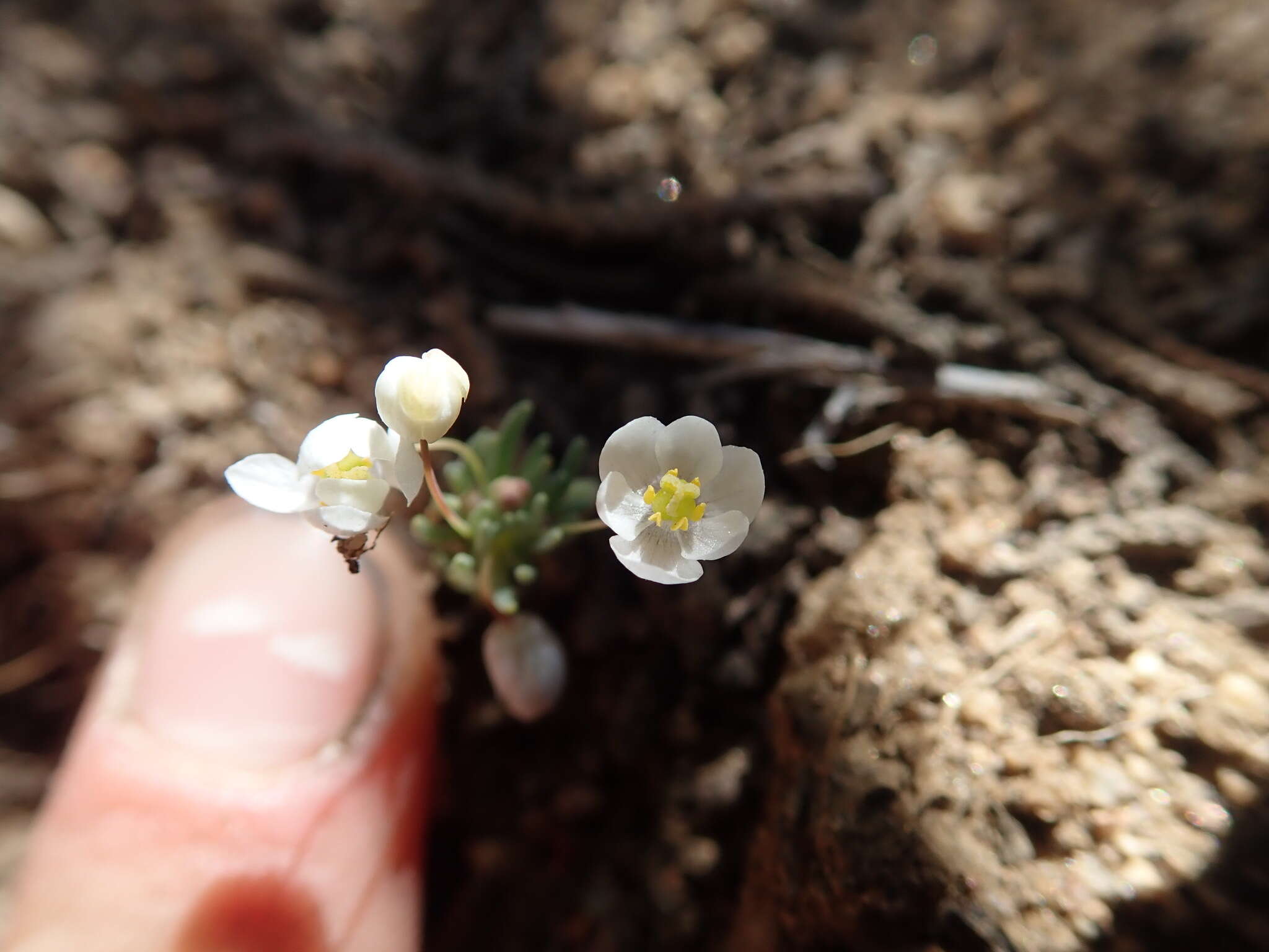 Image of White pygmy-poppy