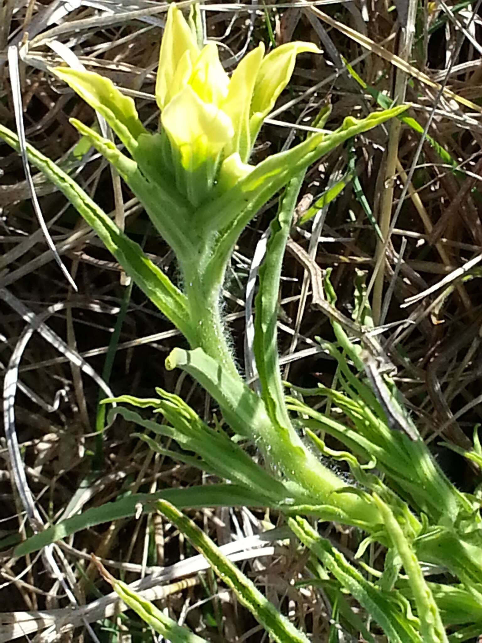 Image de Castilleja indivisa Engelm.