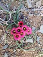 Image of Romulea monadelpha (Sweet ex Steud.) Baker