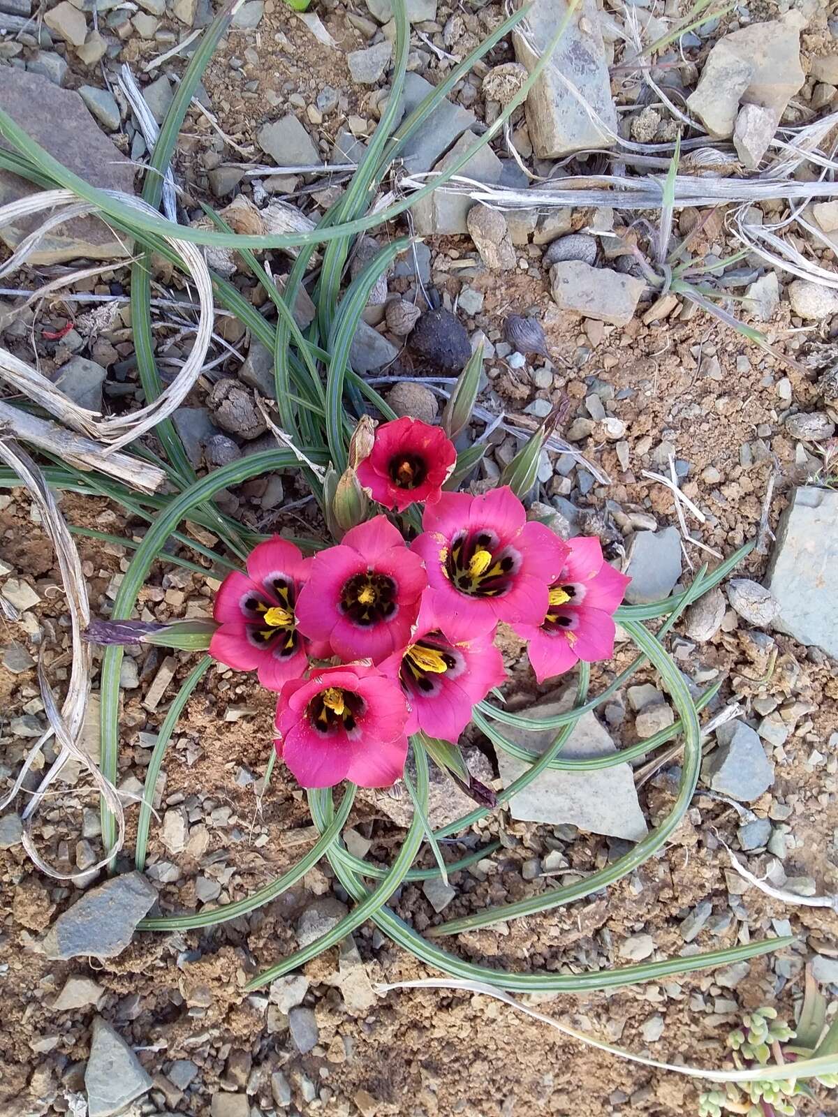 Image of Romulea monadelpha (Sweet ex Steud.) Baker